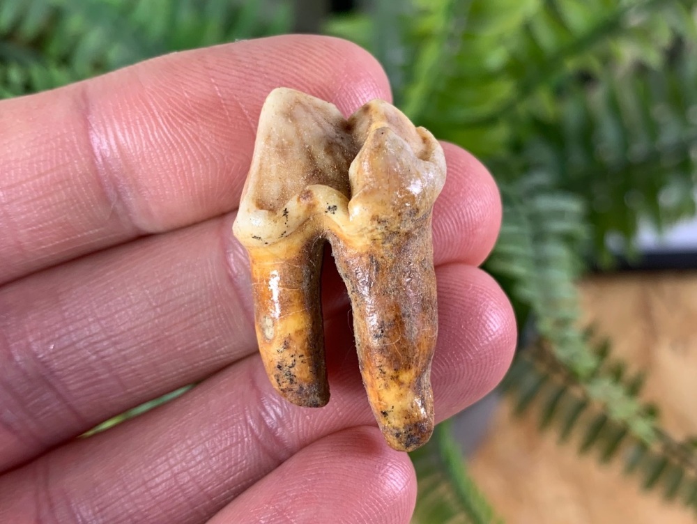 Ursus spelaeus Cave Bear Tooth (molar) #09