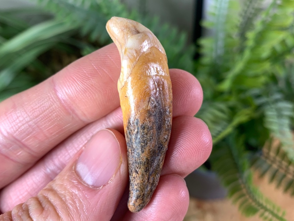 Ursus spelaeus Cave Bear Tooth (incisor) #10