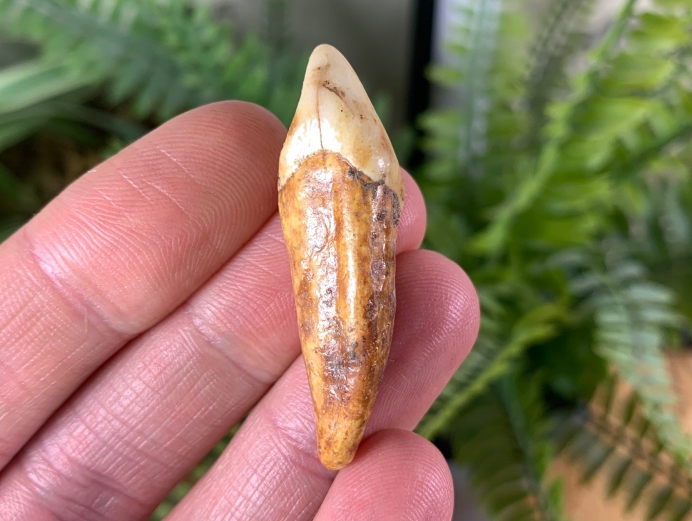 Ursus spelaeus Cave Bear Tooth (incisor) #11