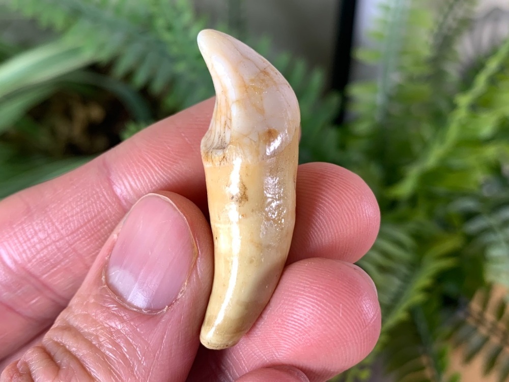 Ursus spelaeus Cave Bear Tooth (incisor) #12