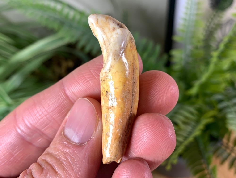 Ursus spelaeus Cave Bear Tooth (incisor) #13