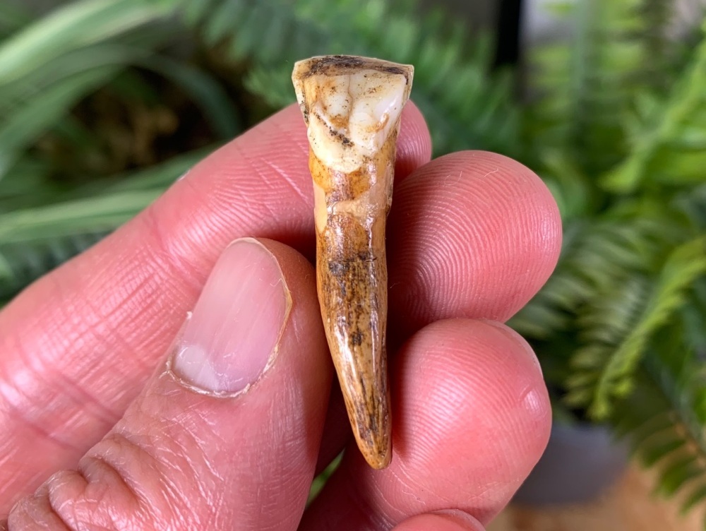 Ursus spelaeus Cave Bear Tooth (incisor) #01