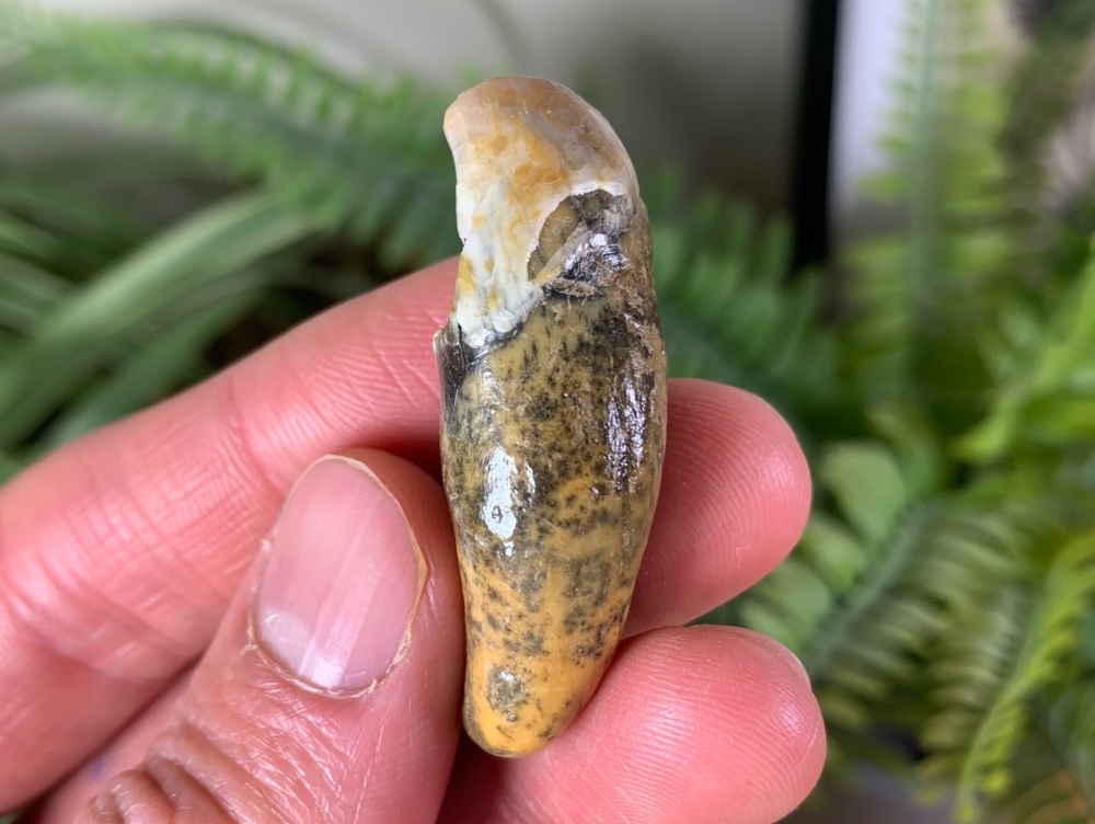 Ursus spelaeus Cave Bear Tooth (incisor) #02