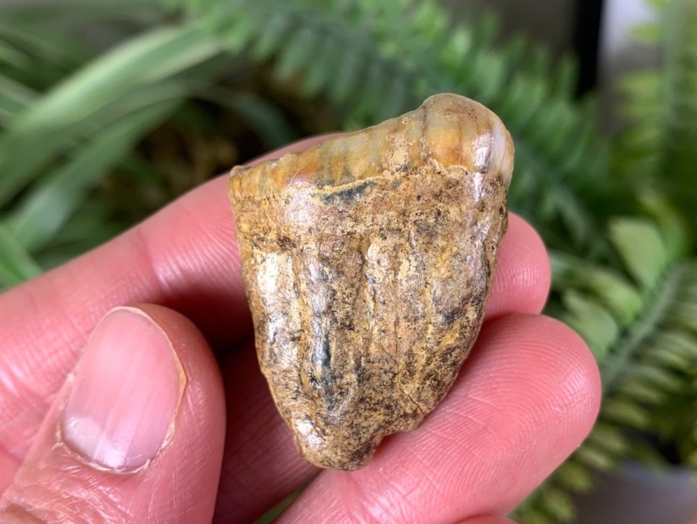 Ursus spelaeus Cave Bear Tooth (molar) #03