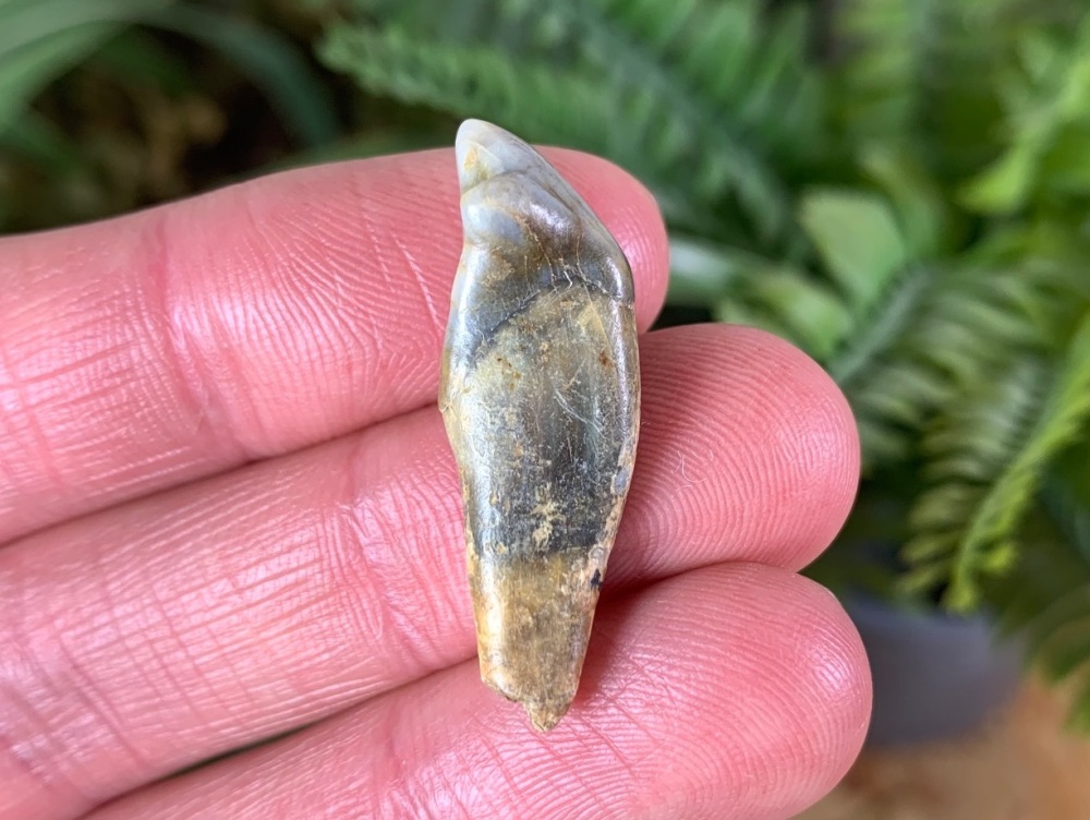 Ursus spelaeus Cave Bear Tooth (incisor) #04