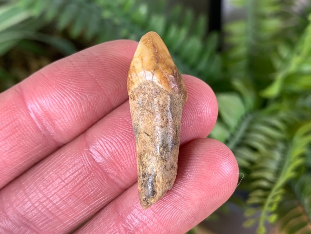 Ursus spelaeus Cave Bear Tooth (incisor) #05