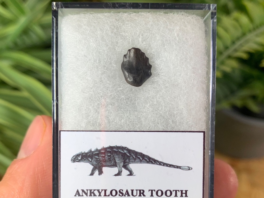 Ankylosaur Tooth (Hell Creek Fm.) #01