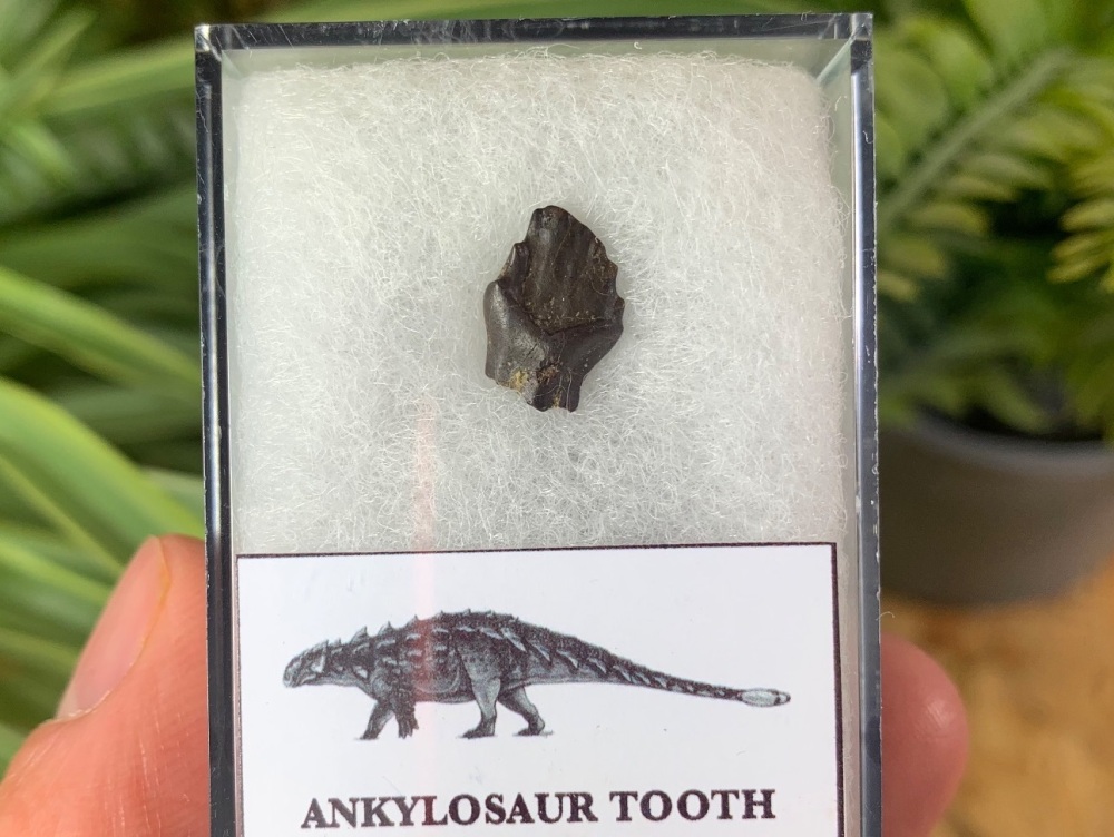 Ankylosaur Tooth (Hell Creek Fm.) #02