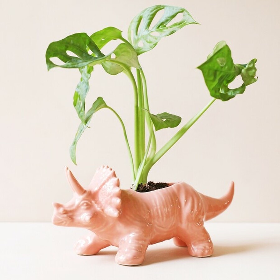 Triceratops Dinosaur Planter