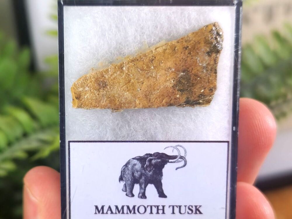 Woolly Mammoth Tusk #06