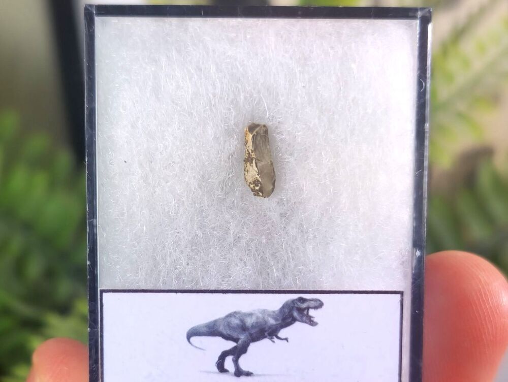 Tyrannosaurus rex Tooth Shard #02