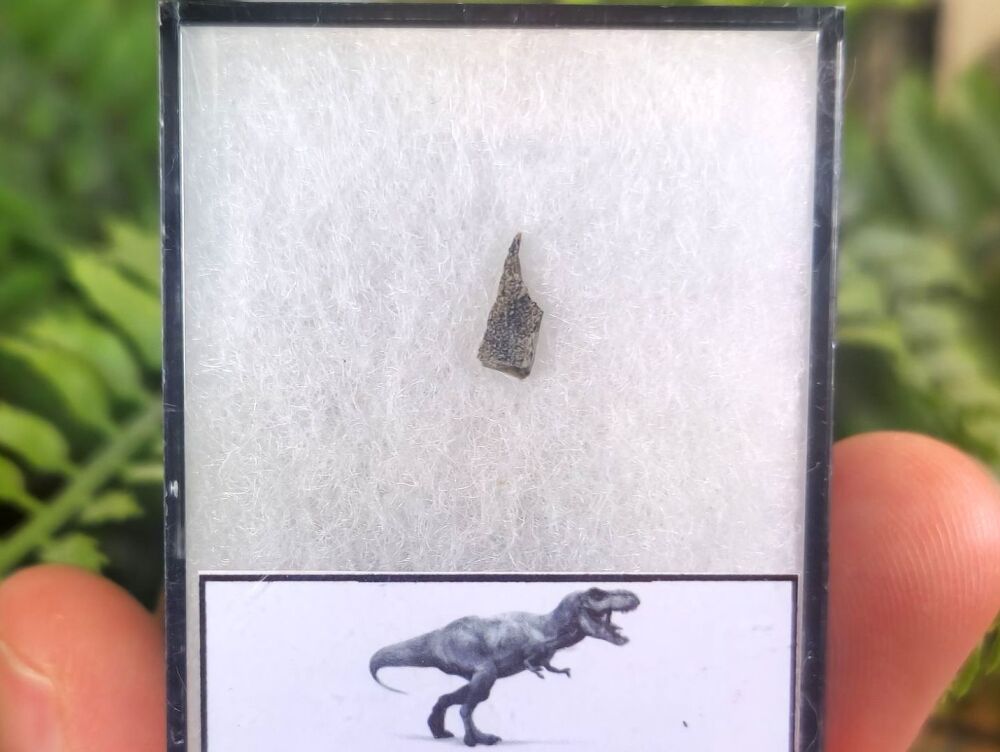Tyrannosaurus rex Tooth Shard #04