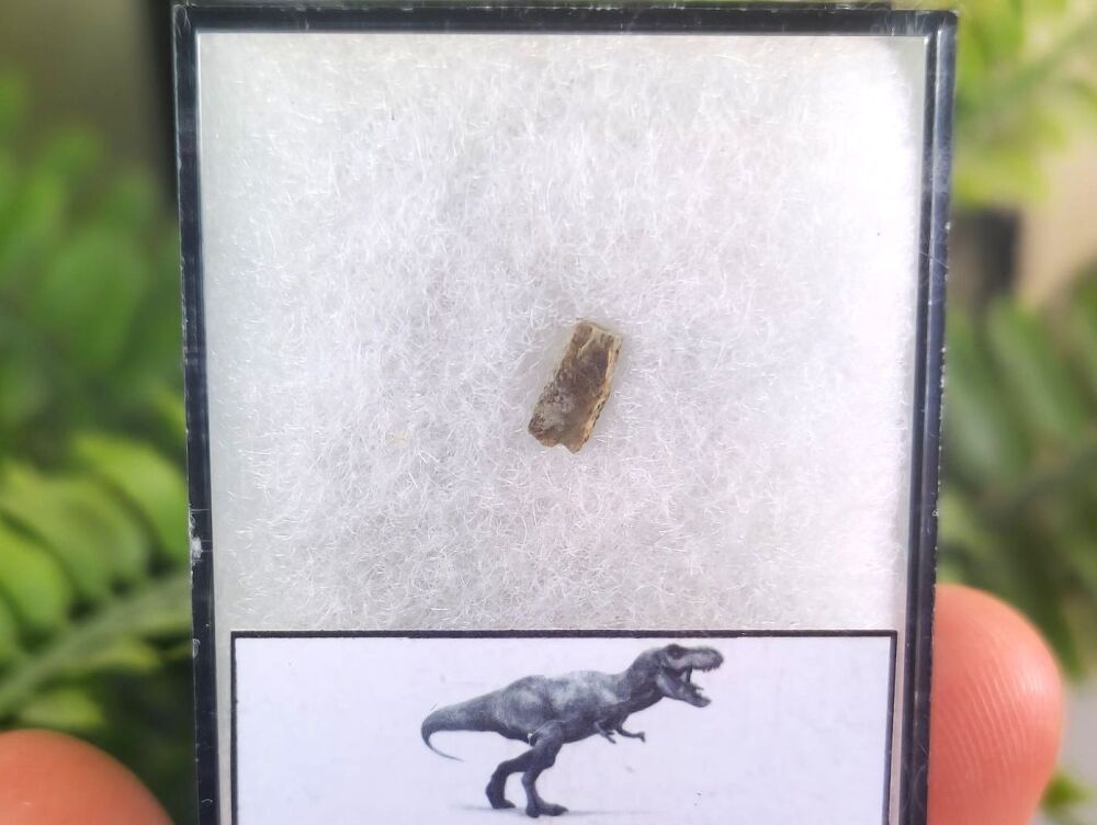 Tyrannosaurus rex Tooth Shard #05