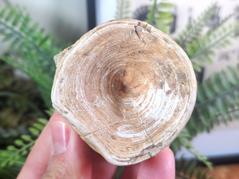 Large Enchodus Fish Vertebra #02