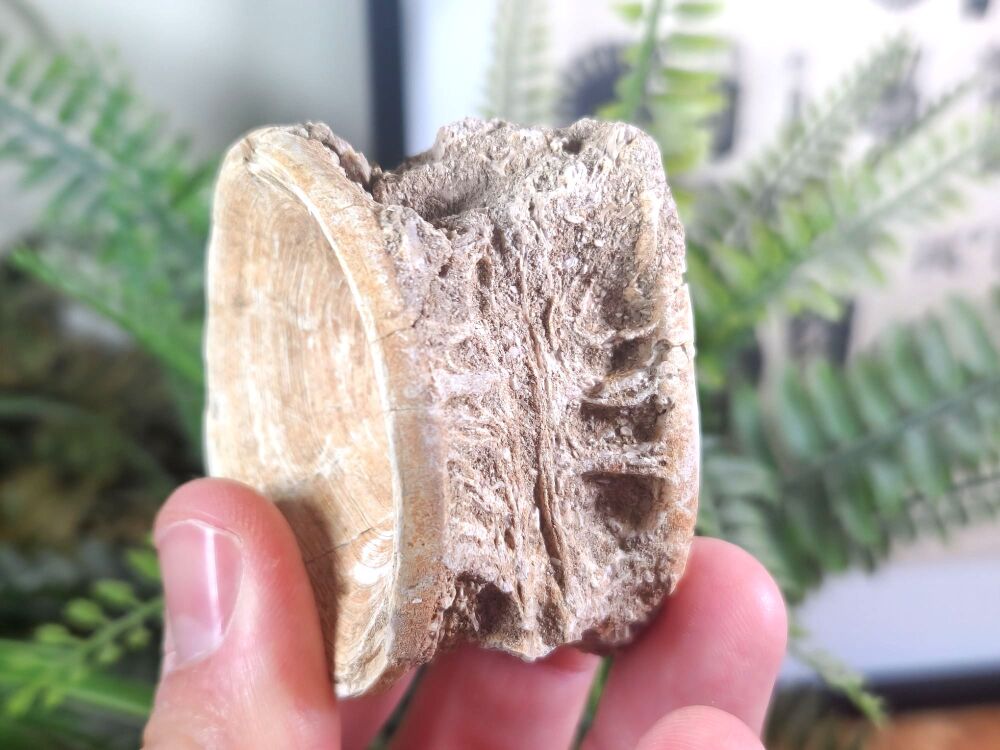 Large Enchodus Fish Vertebra #02