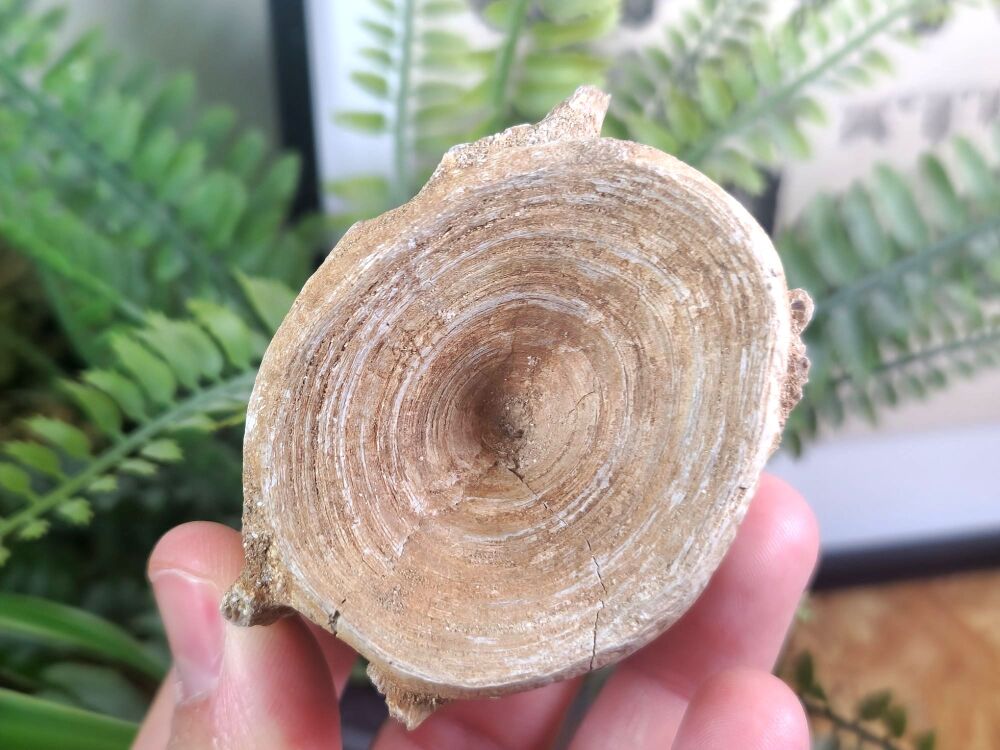 Large Enchodus Fish Vertebra #03