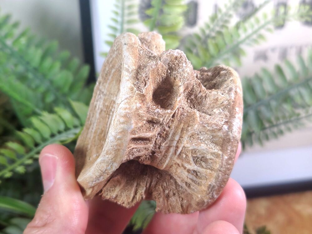 Large Enchodus Fish Vertebra #03