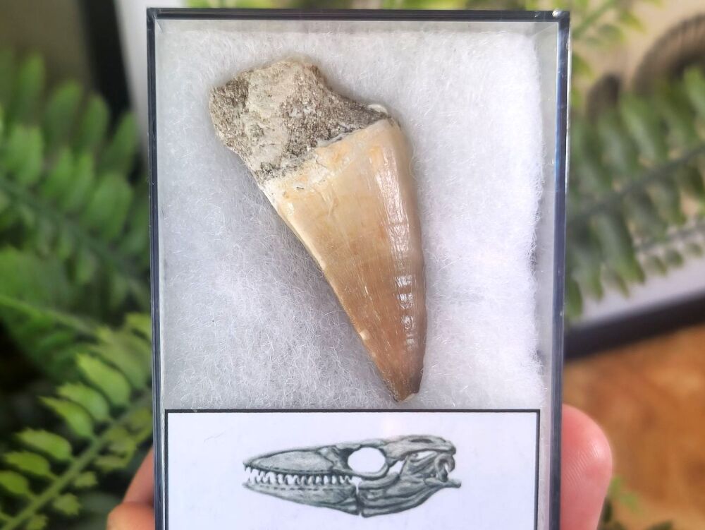 Mosasaur Tooth (1.77 inch) #12