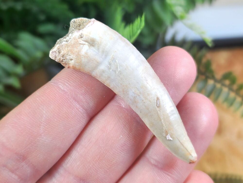 Large Enchodus Tooth (Sabre-toothed Fish) #01