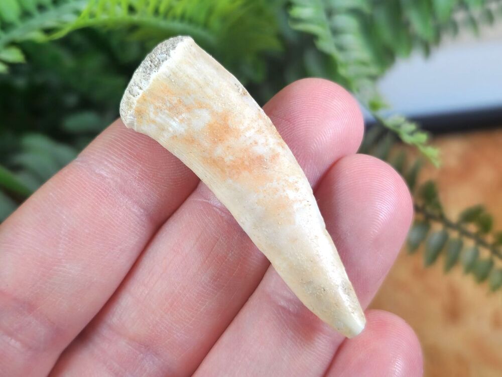 Large Enchodus Tooth (Sabre-toothed Fish) #02