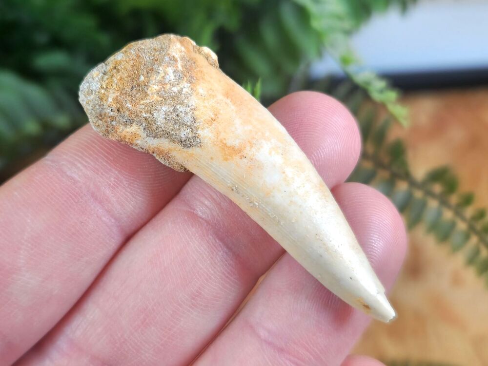 Large Enchodus Tooth (Sabre-toothed Fish) #03