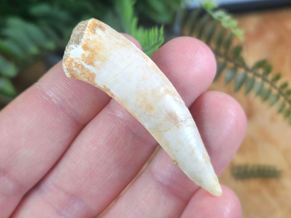 Large Enchodus Tooth (Sabre-toothed Fish) #06