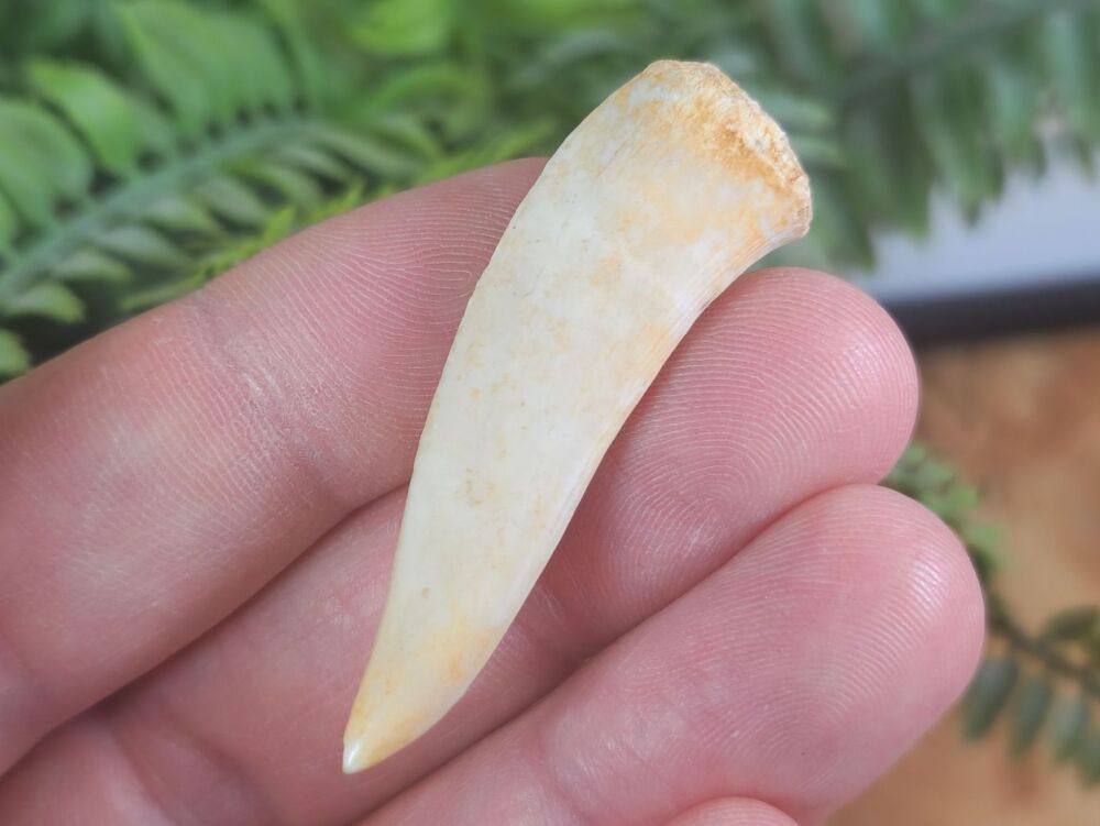 Large Enchodus Tooth (Sabre-toothed Fish) #07