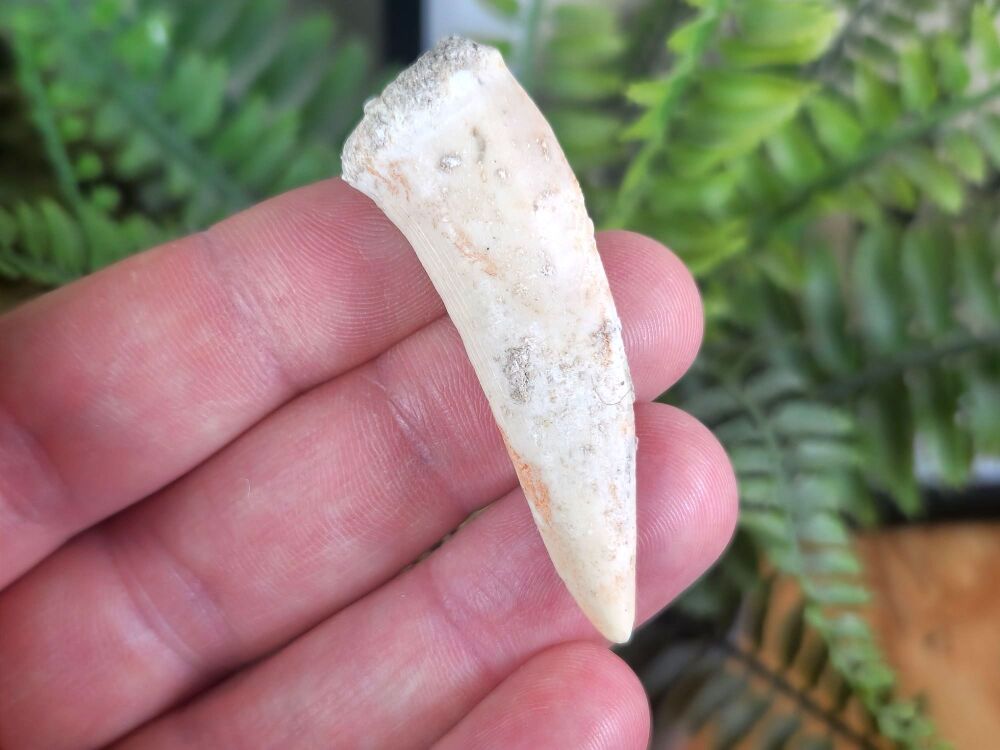 Large Enchodus Tooth (Sabre-toothed Fish) #08