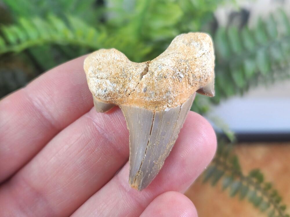 Otodus obliquus Shark Tooth (1.88inch) #06