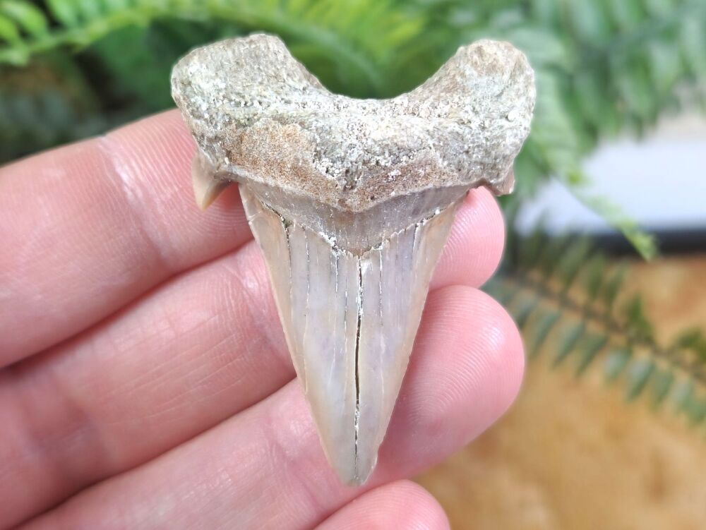 Otodus obliquus Shark Tooth (2.16inch) #08