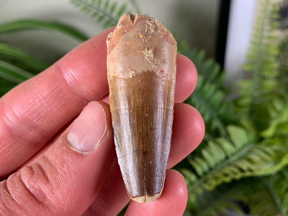 Spinosaurus Tooth - 1.97 inch #SP10