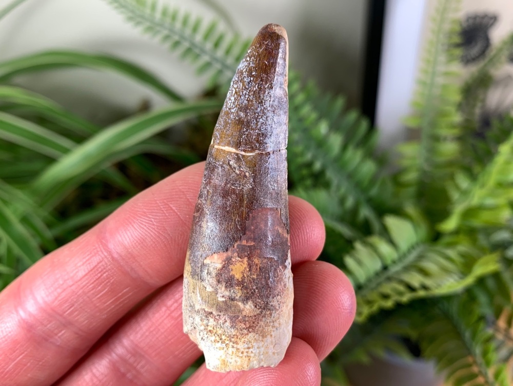 XL Suchomimus Tooth - 2.25 inch #08