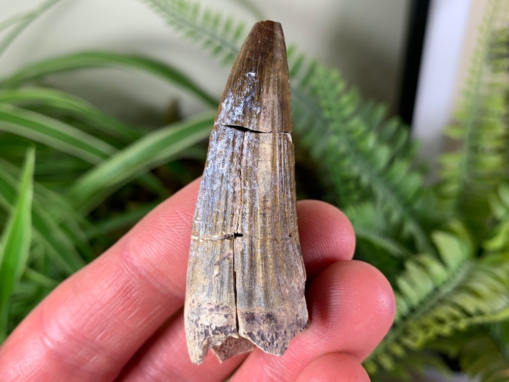 XL Suchomimus Tooth - 2.13 inch #09