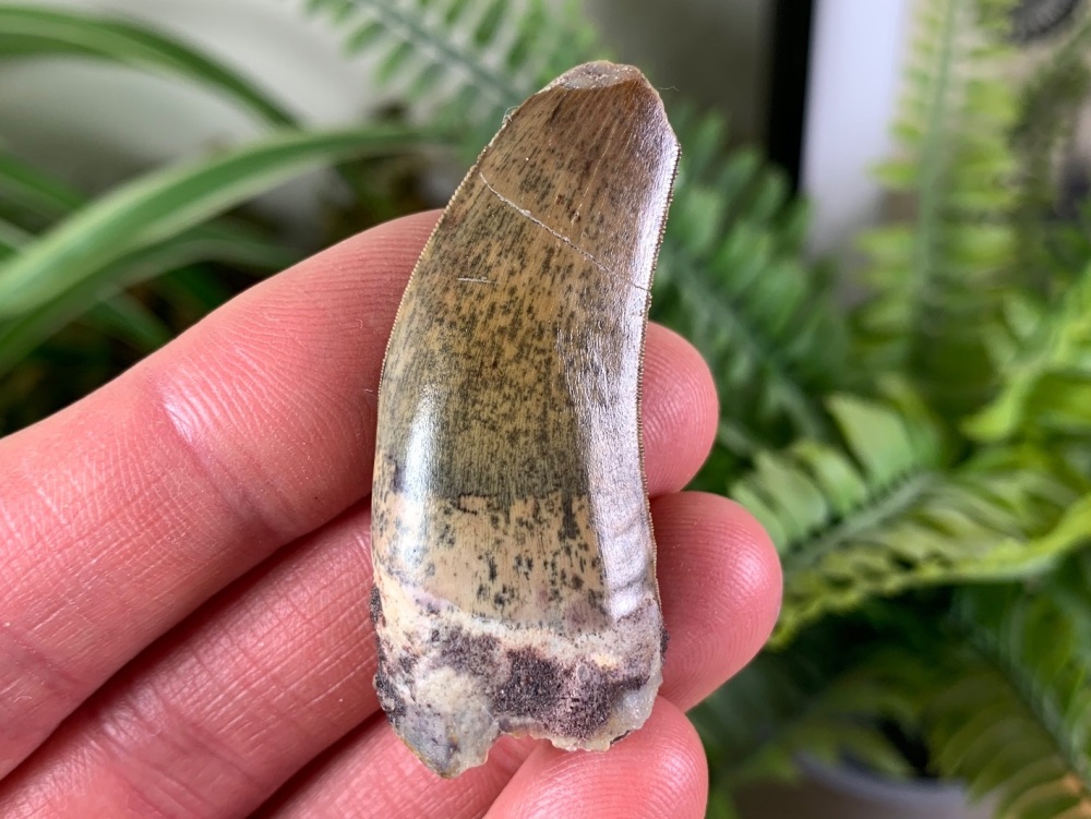Eocarcharia dinops Tooth - 1.88 inch #04 (Elrhaz Fm)