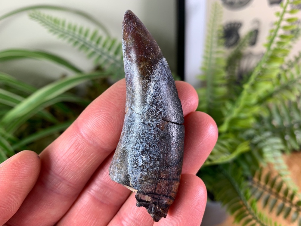 XL Eocarcharia dinops Tooth - 2.56 inch #15 (Elrhaz Fm)