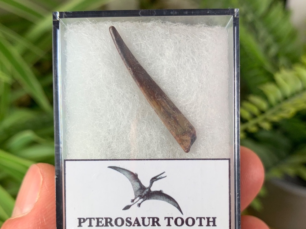 Ornithocheirid Pterosaur Tooth #04 - Niger (Elrhaz Fm)