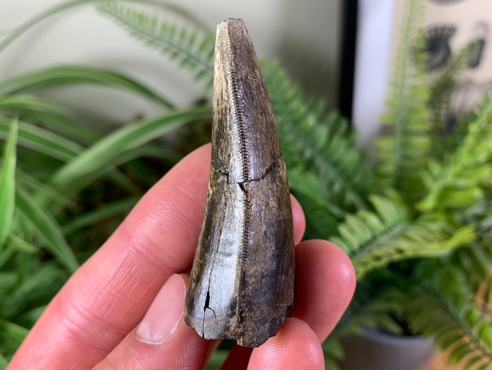 Tyrannosaurus rex Tooth - 2.25 inch