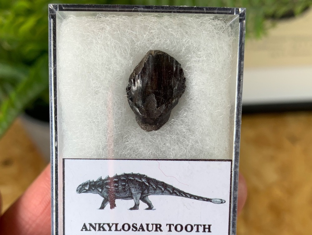 Ankylosaur Tooth (Hell Creek Fm.) #03