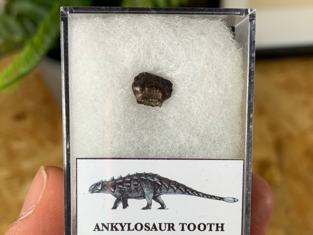 Ankylosaur Tooth (Hell Creek Fm.) #05