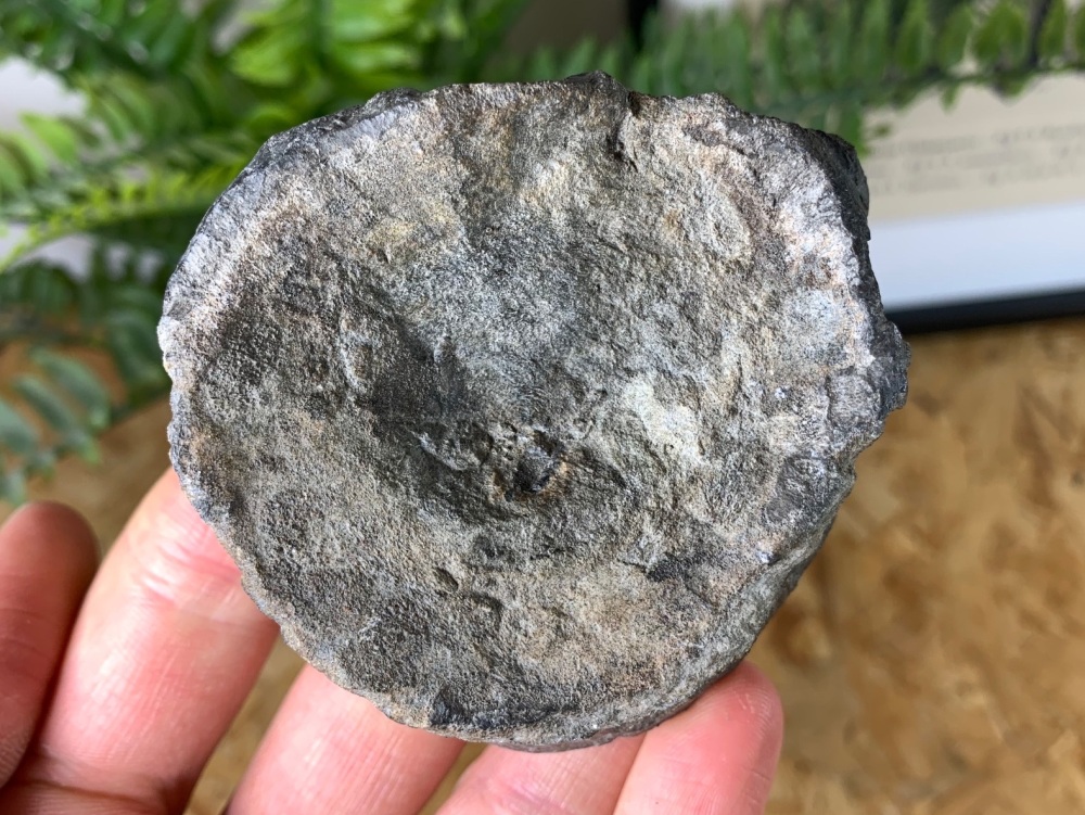 Ichthyosaur Vertebra (Whitby, UK) #02