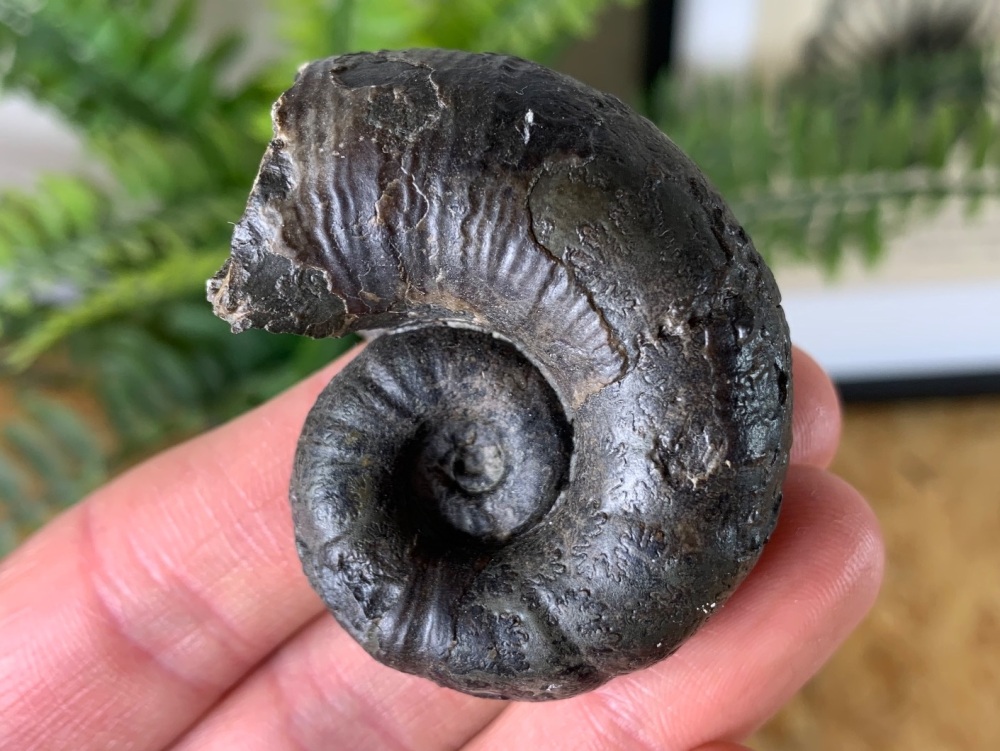 Rare Lytoceras Ammonite - 5.2cm #01