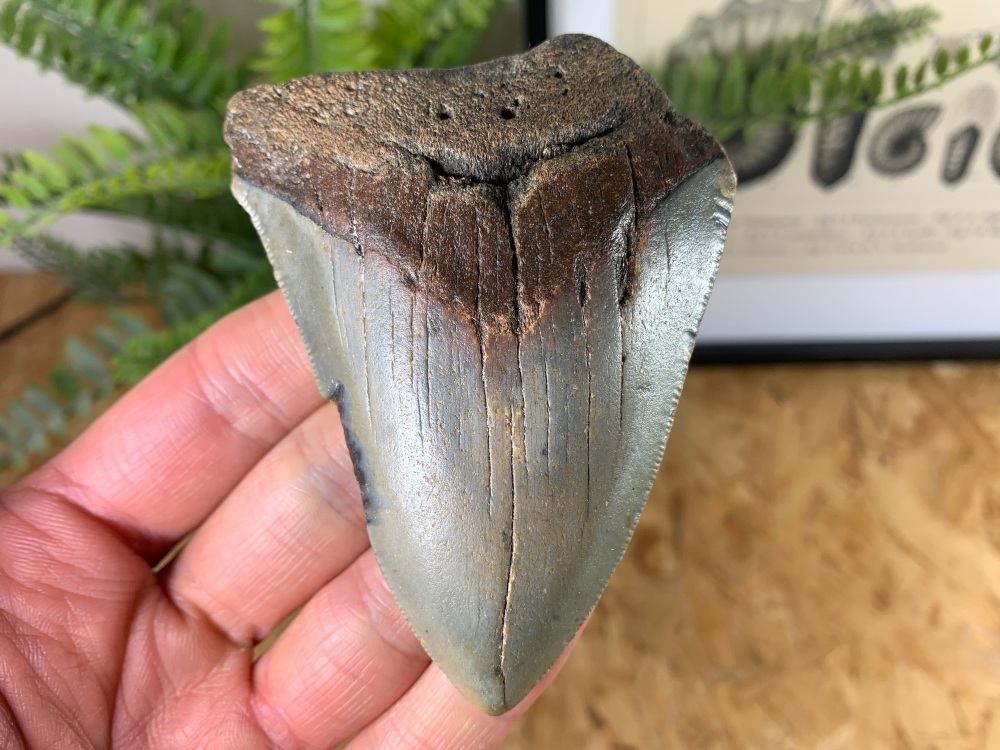 Megalodon Tooth - 3.5 inch #08