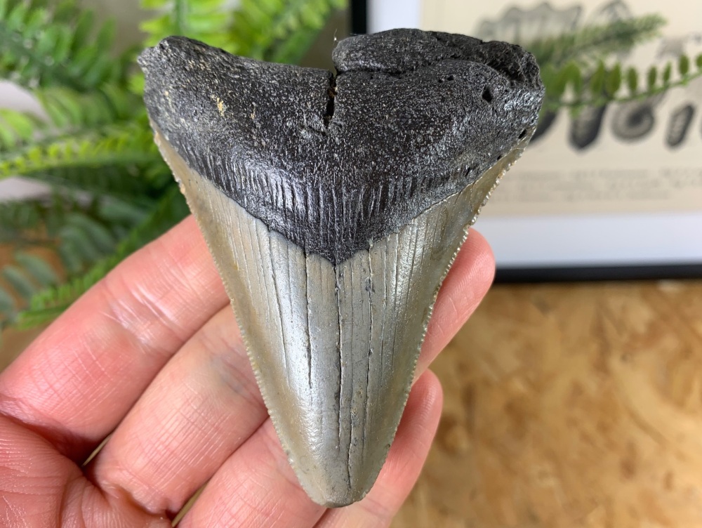 Megalodon Tooth - 3.31 inch #09