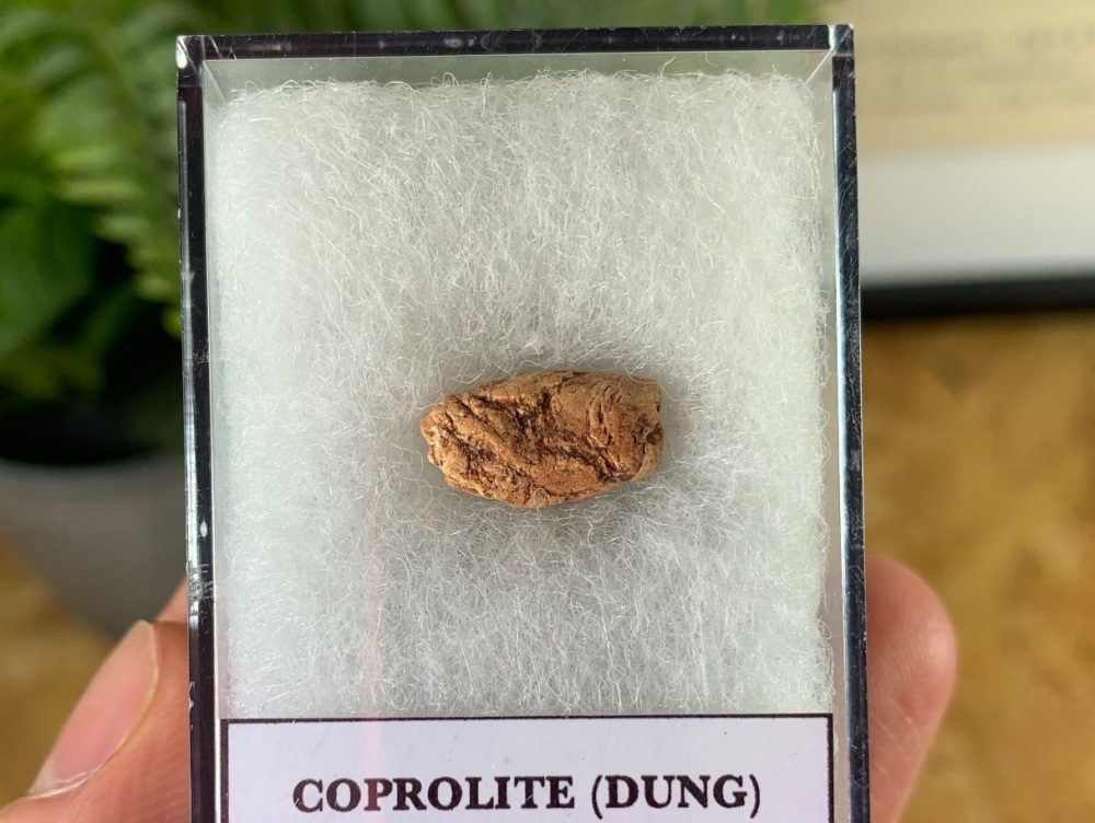 Triassic Coprolite (Dung), Bull Canyon Fm. #11
