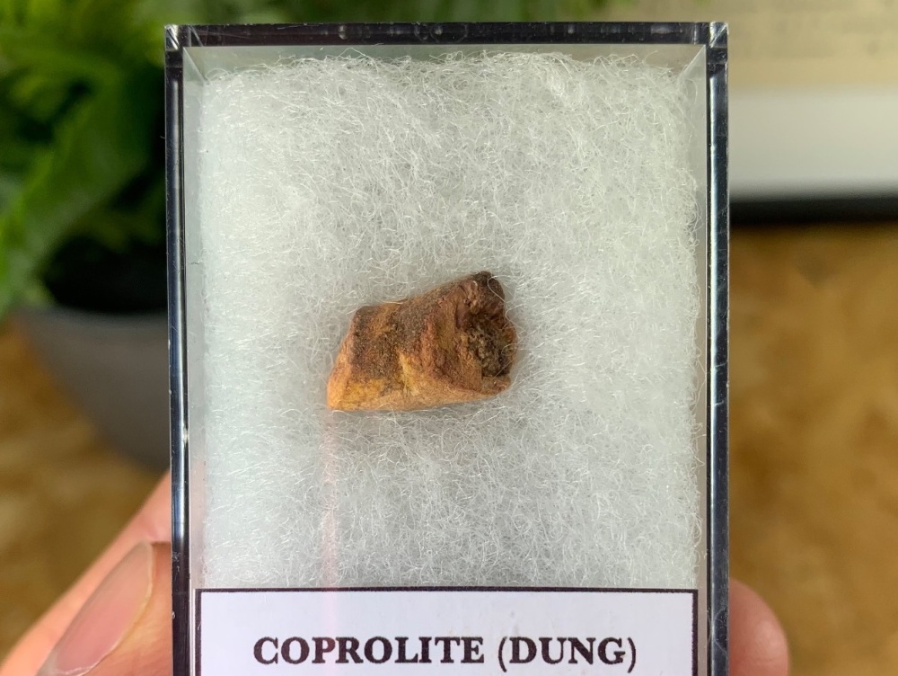 Triassic Coprolite (Dung), Bull Canyon Fm. #12