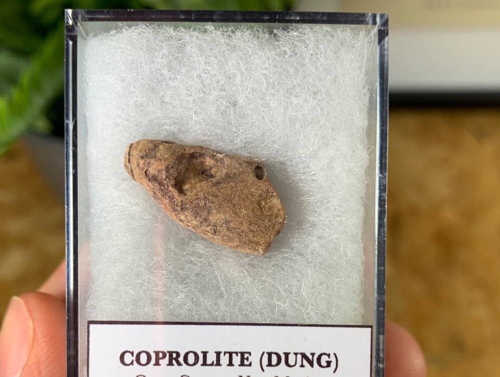 Triassic Coprolite (Dung), Bull Canyon Fm. #13