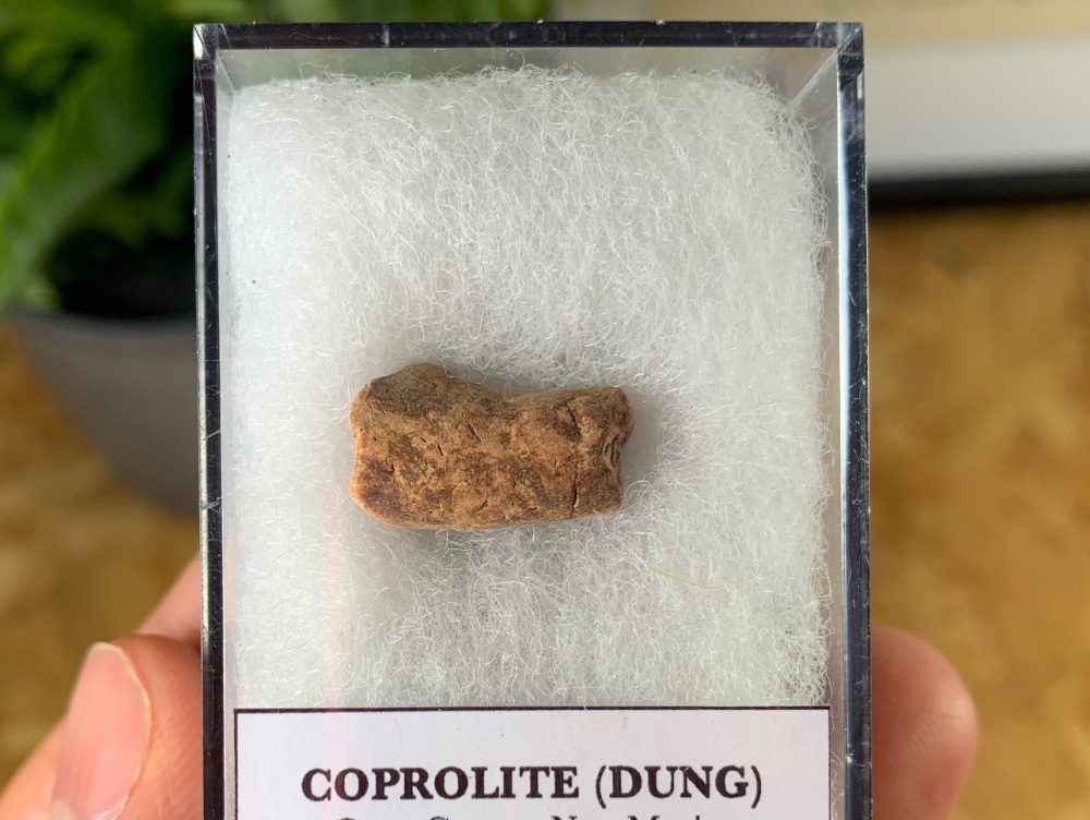 Triassic Coprolite (Dung), Bull Canyon Fm. #14
