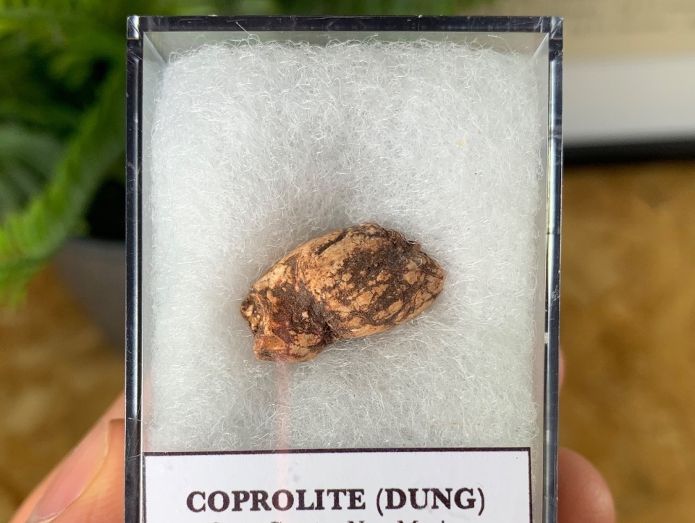 Triassic Coprolite (Dung), Bull Canyon Fm. #15