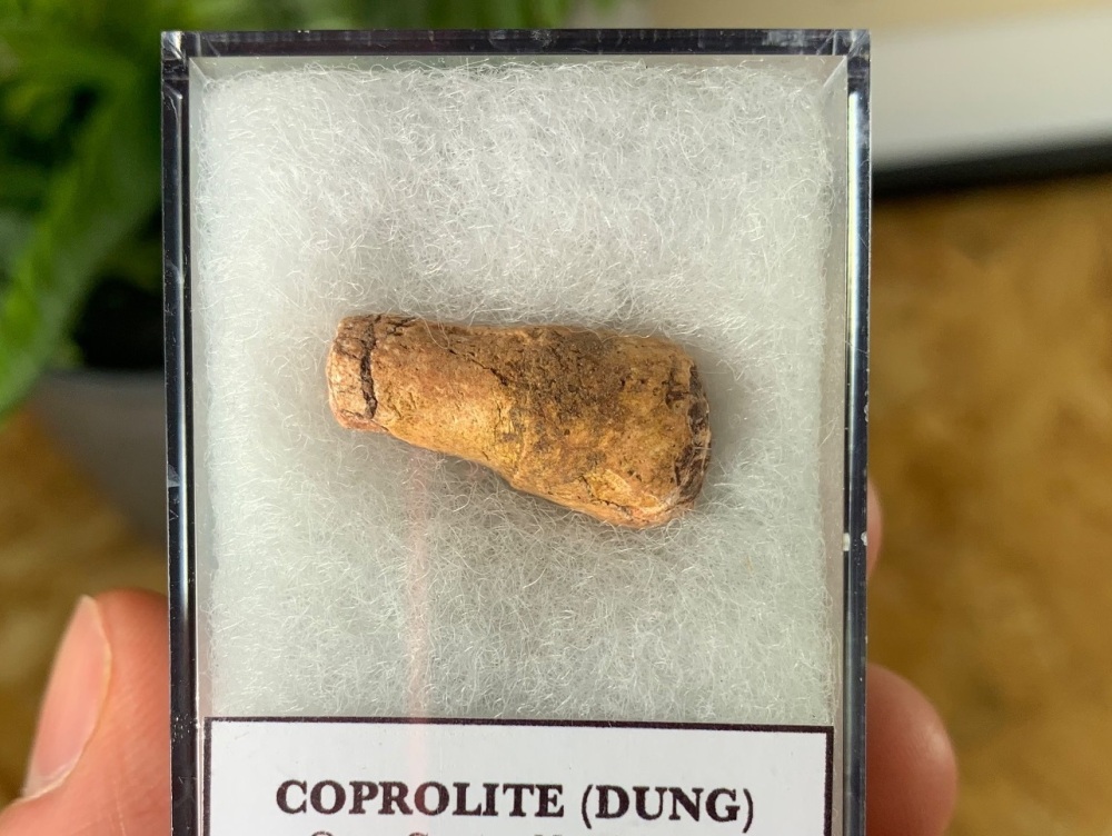 Triassic Coprolite (Dung), Bull Canyon Fm. #16
