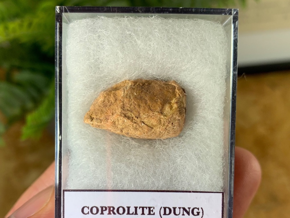 Triassic Coprolite (Dung), Bull Canyon Fm. #17